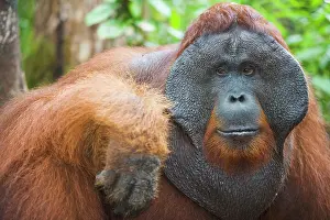 Thoughtful: Orangutan