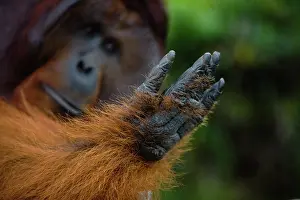 Orangutan: Orangutan