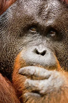 Thought: Orangutan