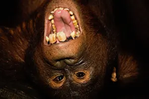 Youth: Orangutan