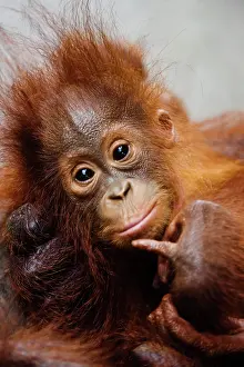 Infant: Orangutan