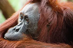 Exhausted: Orangutan