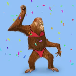 Congratulations: Orangutan in bikini - Pongo pygmaeus. Digital manipulation