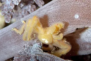 Decorator: Orangutan Crab