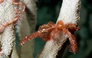 Trawangan: Orangutan Crab