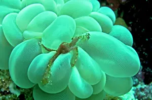 Attach: Orangutan Crab - by Bubble Coral - The long hairs