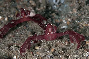 Crabs: Orangutan Crab pair on black sand