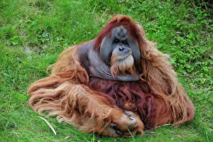 Waterdrop: Orangutan (Pongo), male sitting in the grass, captive