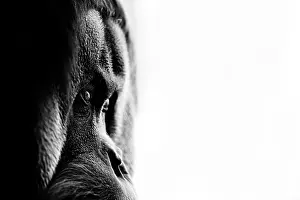 Utans: Orangutan (Pongo), profile, black-and-white