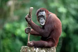 Orangutan: Orangutan (Pongo pygmaeus), adult, in captivity