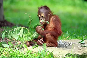 Utans: Orangutan (Pongo pygmaeus), eating young, Singapore