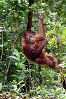 Pongo: Orangutan (Pongo pygmaeus), half-grown juvenile