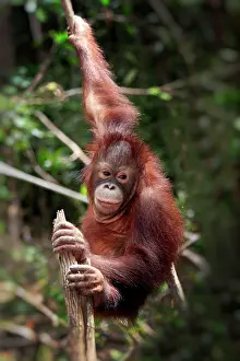 Utans: Orangutan (Pongo pygmaeus), half-grown young climbing