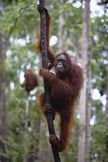 Ascend: An orangutan (Pongo pygmaeus) hanging in a tree