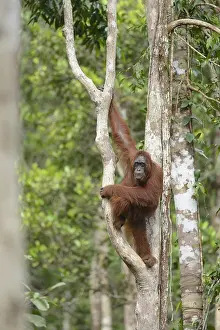 Pongo: Orangutan ( Pongo pygmaeus) hanging in a tree