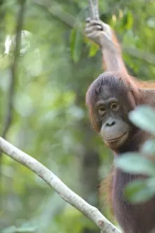 Pongo: Orangutan (Pongo pygmaeus) hanging in a tree, I