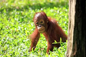 Utans: Orangutan (Pongo pygmaeus), young, Singapore, Asia