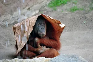 Waterdrop: Orangutan (Pongo), sits on the floor with paper