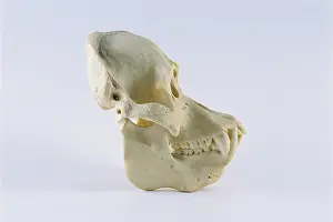 Orangutan skull