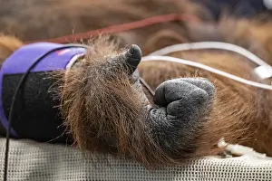 Apes: An orangutan undergoing a medical procedure with veterinary staff in a clinical setting