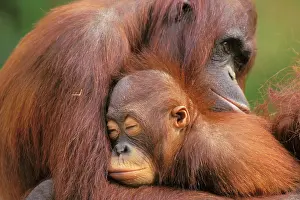 Orangutans: Orangutans