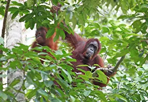 Sarawak: Orangutans (Pongo) in Semenggoh Wildlife Sanctuary
