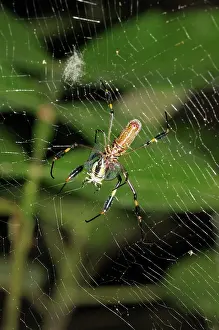Attacking: Orb-weaver with prey