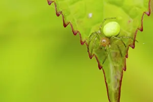 Groningen: Orb-weaver Spider