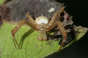Weaver: Orb-weaver Spider