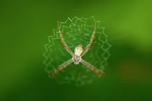 Weaver: Orb Weaver Spider