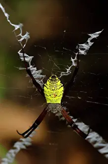 Weaver: Orb Weaver Spider