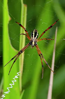 January: Orb Weaver Spider