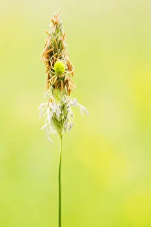 Araneae: Orb-weaver spider (Araniella sp) sitting on veg