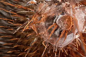 Weavers: Orb-weaver Spider on dry thistle in the early morning