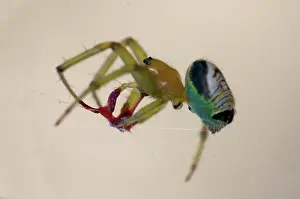 Arachnophobia: Orb-weaver Spider on silk thread - Komodo, Indonesia