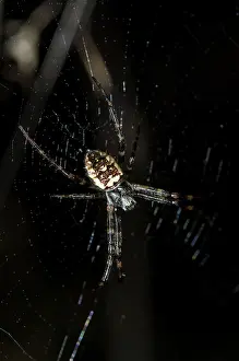 Batuangus: Orb-weaver Spider - Tangkoko National Park, Sulawesi