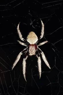 Weaving: Orb weaving Spider