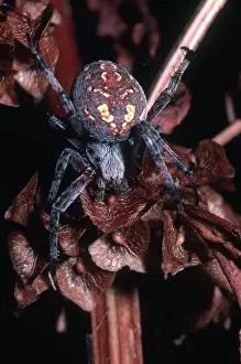 Orbweaver: Orb Weaving Spider