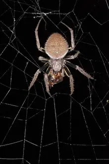 Yasuni: Orb weaving spider and prey (Araneidae)
