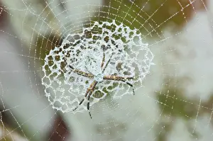 Orbweaver: Orb-weaving Spider on web