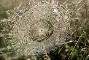 Cobwebs: Orb Web of Garden Spider - with early morning dew