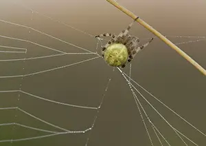 Spinning: Orb-web / Orb-weaver SPIDER