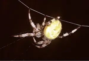 Ailsa Hopkin: Orb-web / Orb-weaver SPIDER