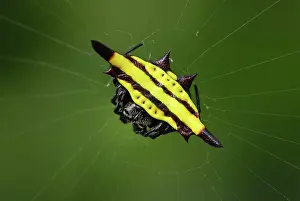 Gasteracantha: Orb-web Spider