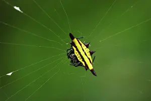 Gasteracantha: Orb-web Spider