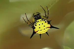 Gasteracantha: Orb-web Spider
