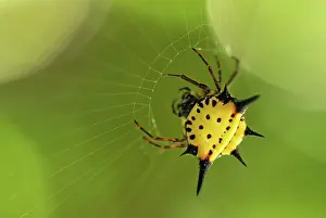 Gasteracantha: Orb-web Spider