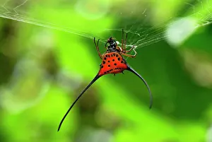 Arcuata: Orb-Web Spider