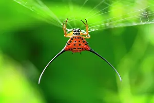Arcuata: Orb-Web Spider