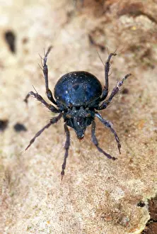 Mites: Orbibatid Soil Mite - 1mm long